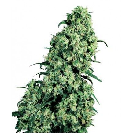 Skunk #1